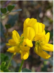 La coronille glauque, une floraison lumineuse